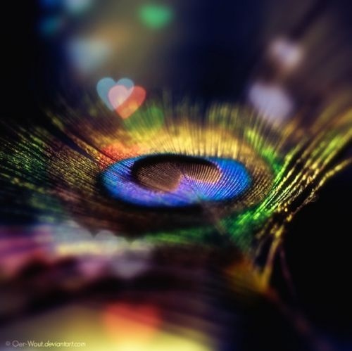 beautiful, colors, feather, peacock, valentines