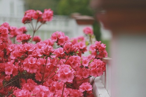 floral, flowers, photography, pink