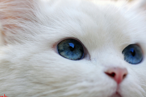 animal, blue and cat