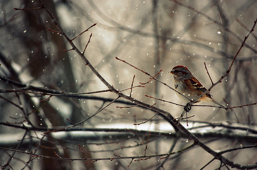 bird, branch and snow