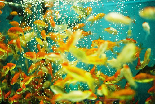 aquarium, bubbles and fish