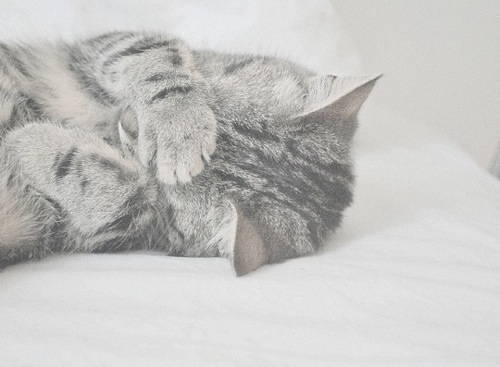 cat, cute and gray