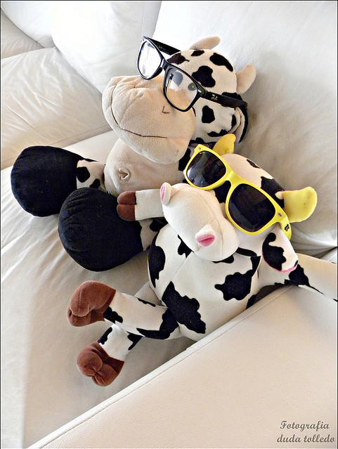cow, cute and glasses