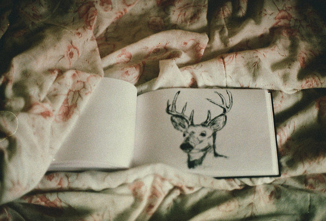 deer, journal and photography