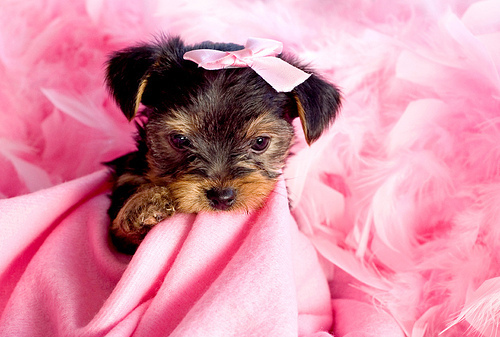 cute, dog and pink