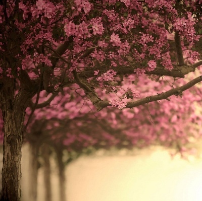 beautiful, blossoms and flowers