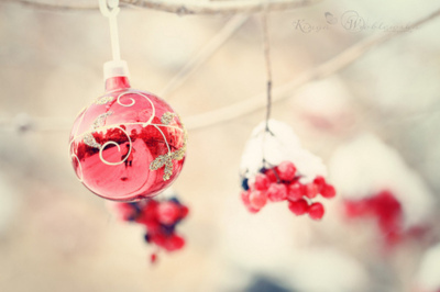 berries,  christmas and  photography