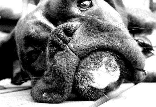 black & white, boxer and cute