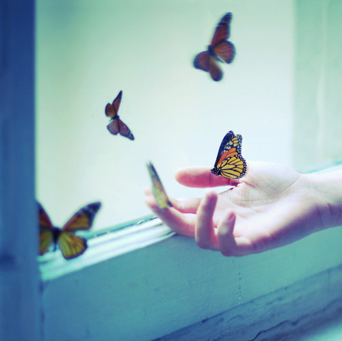butterfly, hand and love