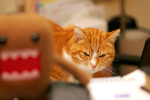 cat, cute and domo