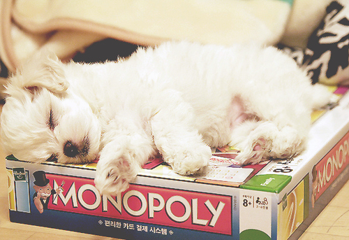 cute, dog and monopoly