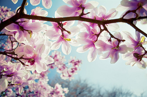 flower, pink and sky