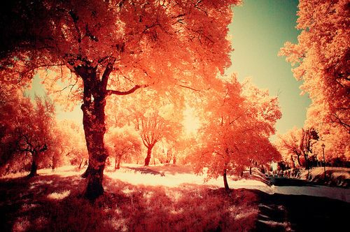 nature, photography and red