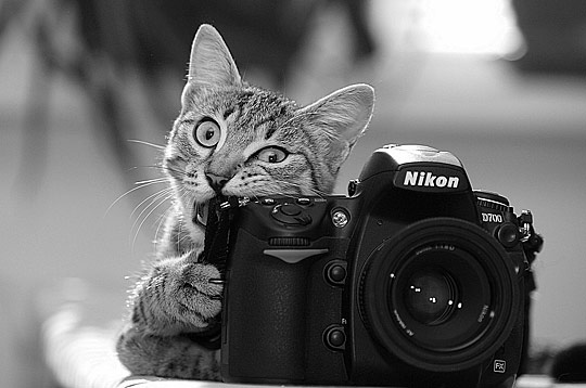 black and white, cat and nikon