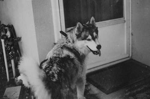 black and white, dog and husky