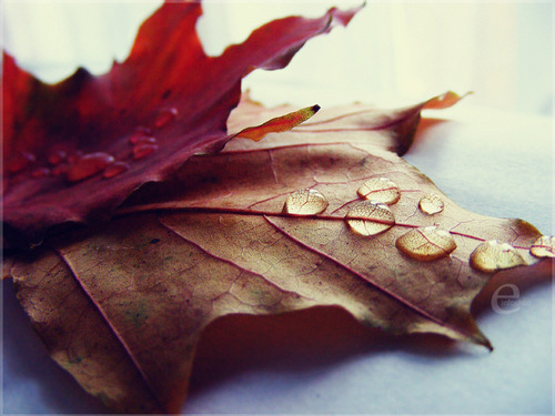 autumn, brown and drops