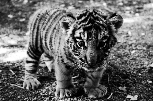 baby animal, cub and cute