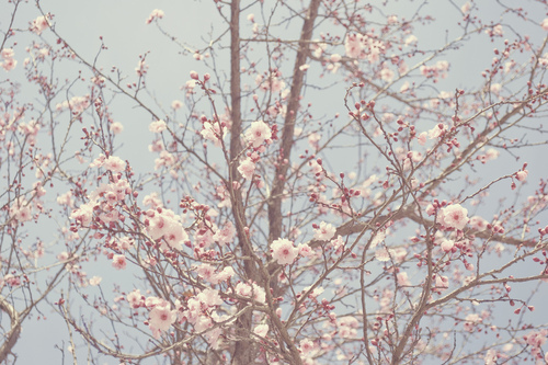 amazing, beautiful, blue, cherry blossoms, flowers