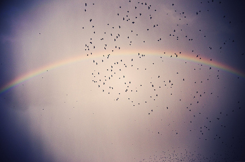 arco-iris, ceu, luz, passaros, vintage