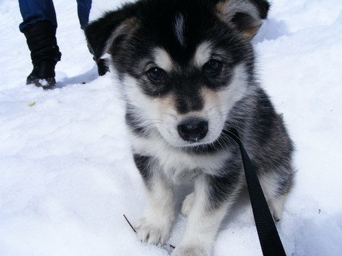 black and white, cute, dog, puppy - image #121468 on Favim.com