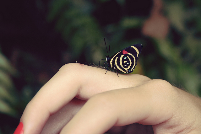 borboleta, butterfly and cute