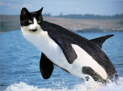 cat-funny-meow-meow-meow-orca-weird-Favi