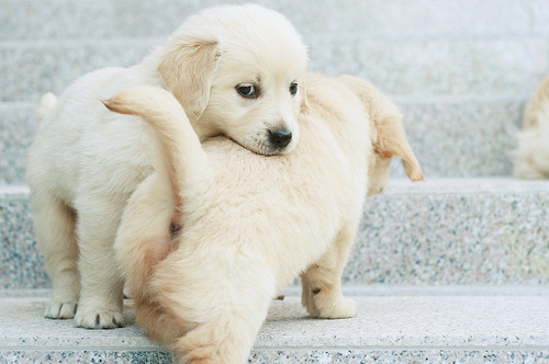 dog, golden retriever and puppies