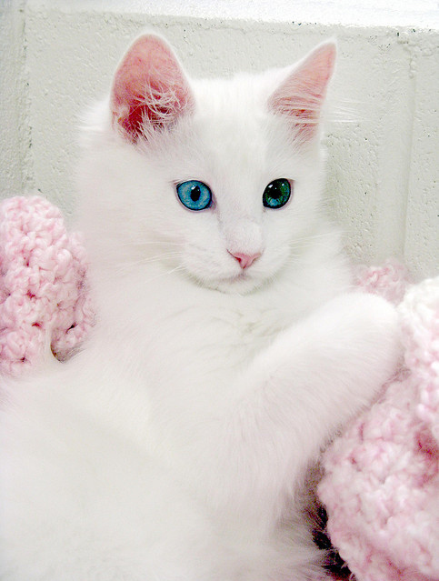 animals, blue eyes and cat