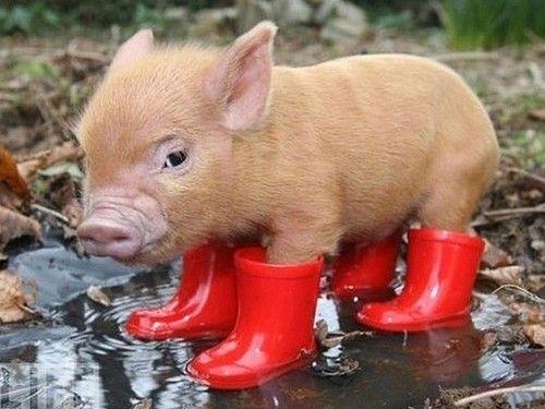 awww, boots and cute