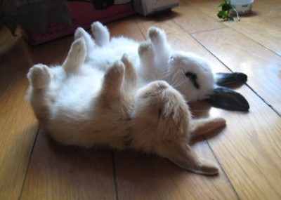 bunnies,  bunny and  cute
