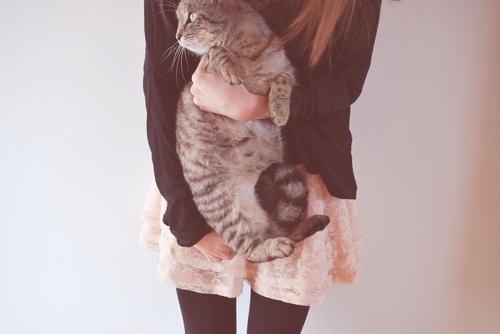 cat, clothes and cute