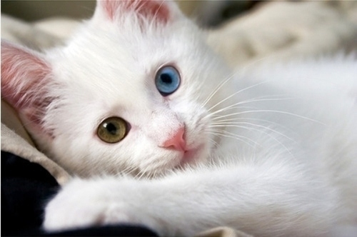 bicolored, cat and cute