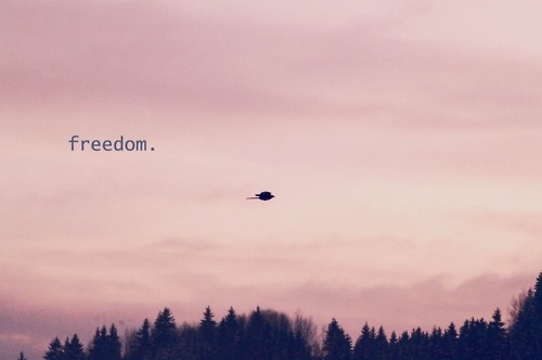 bird, freedom and pink