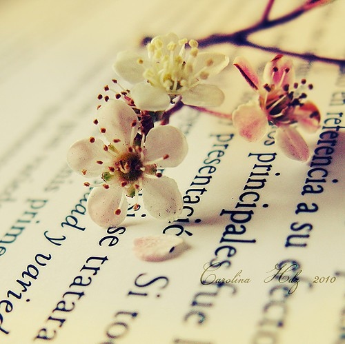 book, flower and sakura