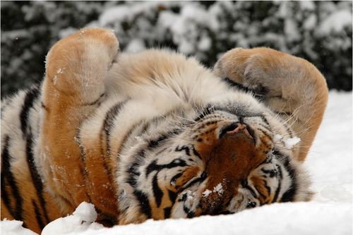 cute, paws and snow
