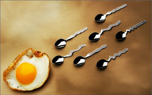 egg,  photography and  sperm