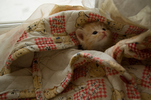 [Bild: blanket-cute-gatinhos-kitten-Favim.com-123794.jpg]