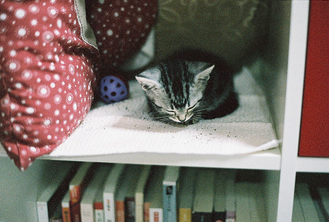 books, kitten and kitty