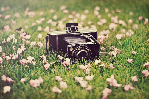 camera, cute and grass