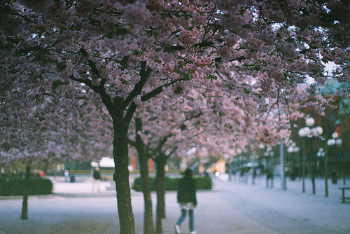 cherry blossom, nice and photography