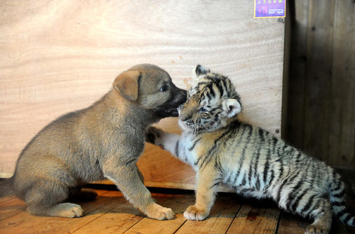 adorable, babies, best, brown, cute