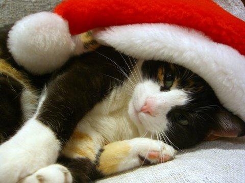 animal, cat and christmas