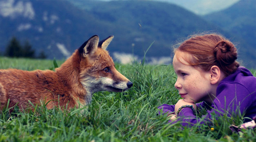 animals,  fox and  redhead