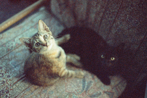 beautiful, black, cat, cats, curious