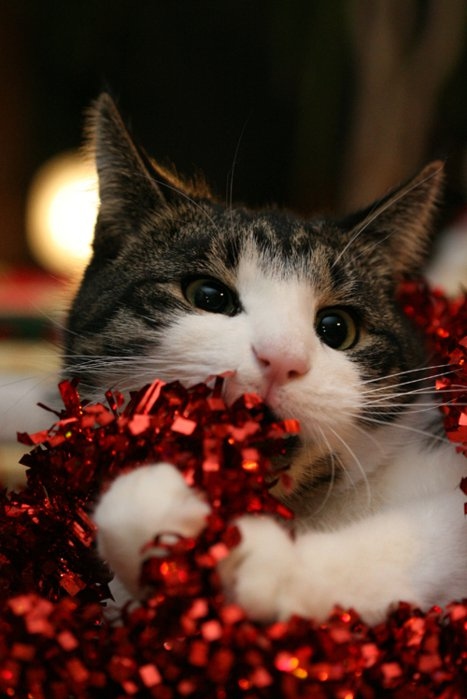 cat, christmas and christmas cat