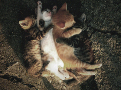 *-*,  4cats and  awn