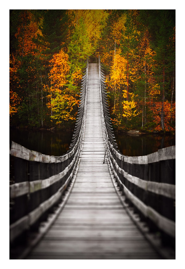 autumn, bridge and fall