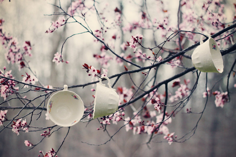 blossom, cup and cups