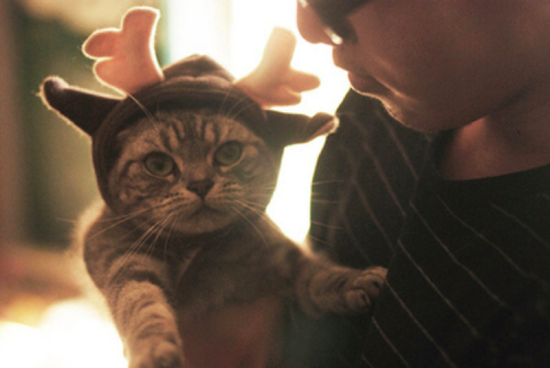 cat, christmas and deer