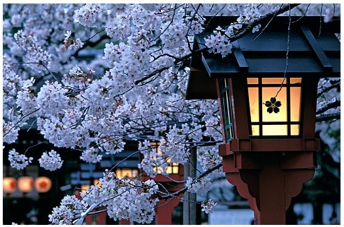cherryblossoms, flower and japan